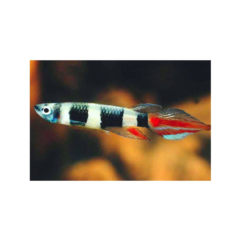 Epiplatys annulatus  set van 5