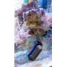Tunze Care Magnet pico