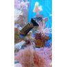 Tunze Care Magnet pico