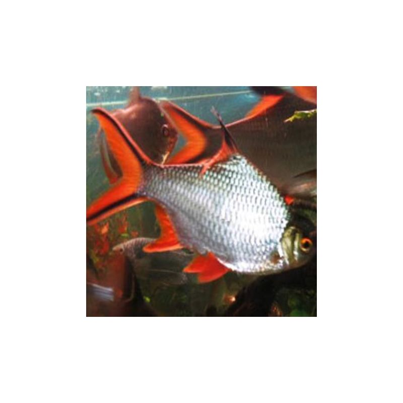 Barbus schwanenfeldi XXL 20cm Barbus schwanenfeldi XXL 20cm