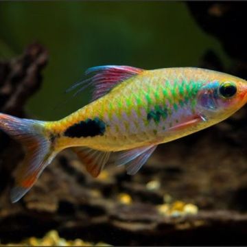 Dawkisia filamentosa 7-8cm lot de 2