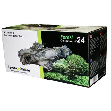 Aquatic Nature Forest n°24