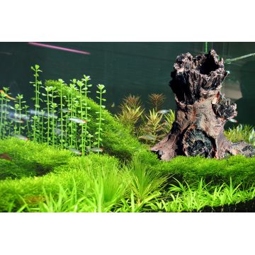 Aquatic Nature Forest n°7