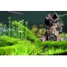 Aquatic Nature Forest n°7