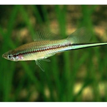 Xipho Xiphophorus helleri néon 4-5cm