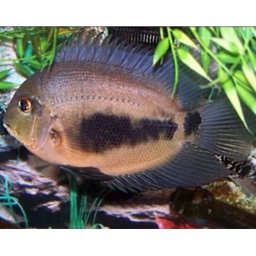 Uaru Amphiacanthoides  4-5 cm le lot de 5