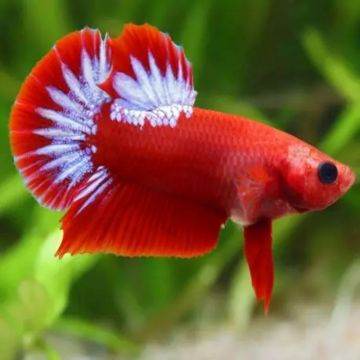 Betta mâle hellboy - plakat hellboy