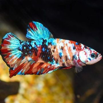 Betta mâle koï galaxy - plakat koî galaxy