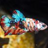 Couple de betta koî galaxy