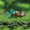Couple de betta koî galaxy