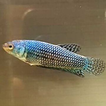 Betta femelle alien bleu