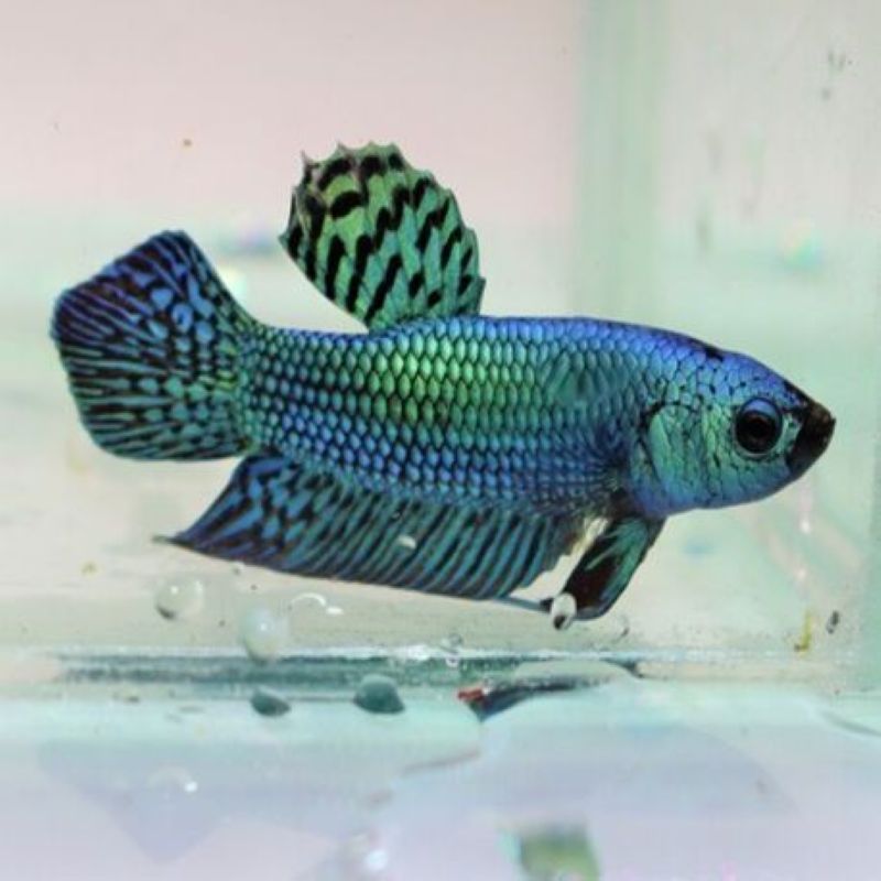 koppel blauwe alien betta