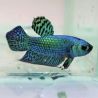 couple de betta alien bleu