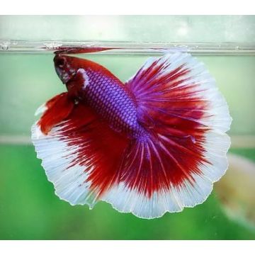 Betta mâle Halfmoon lavande (Les patrons de coloration peuvent varier)