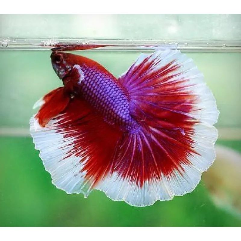 Betta mâle Halfmoon lavande (Les patrons de coloration peuvent varier)