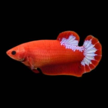 Betta femelle hellboy - plakat hellboy