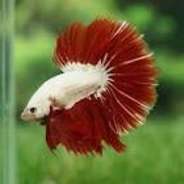 Couple betta platinum red