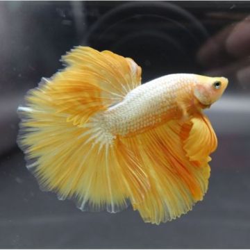 Betta mâle platinum gold - splendens white/gold platinum dumbo