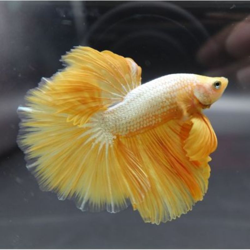 Betta mâle platinum gold - splendens white/gold platinum dumbo
