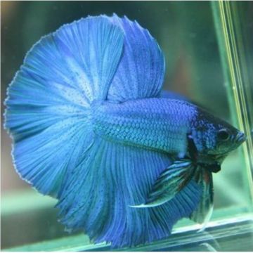 Betta mannelijk halfmoon blauw - splendens blue halfmoon