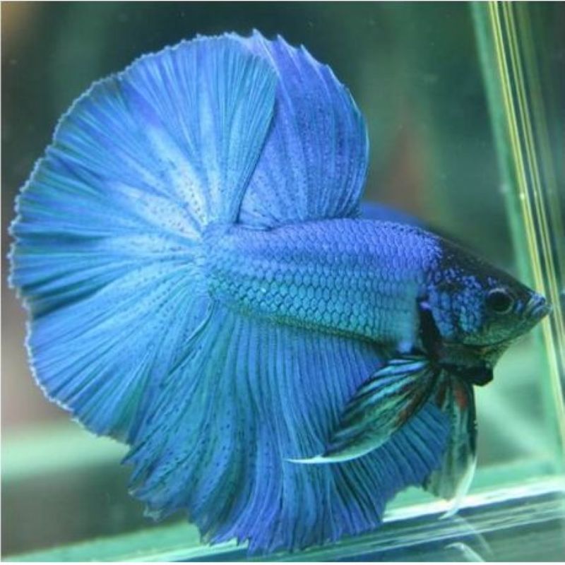 Betta mannelijk halfmoon blauw - splendens blue halfmoon