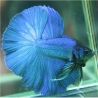 Betta mâle halfmoon bleu - splendens blue halfmoon