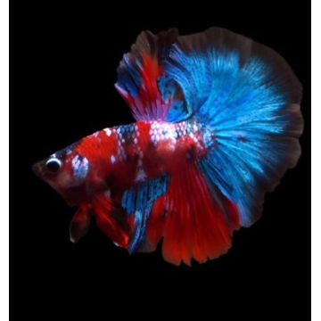 couple betta halfmoon fancy koï