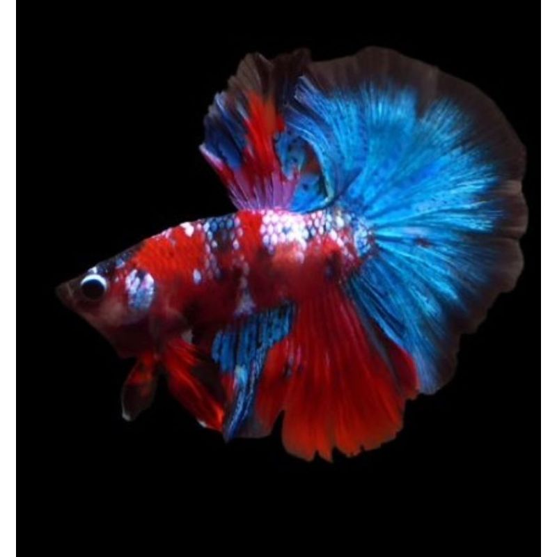 couple betta halfmoon fancy koï couple betta halfmoon fancy koï