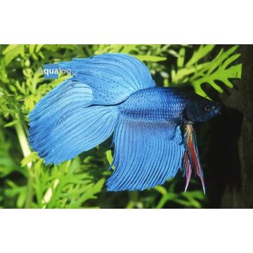 Betta Splendens Mannelijk – Blauwe vechtvis