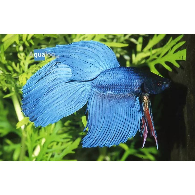 Betta Splendens Mâle-Combattant bleu Betta Splendens Mâle-Combattant bleu