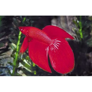 Betta Splendens Mâle-Combattant rouge