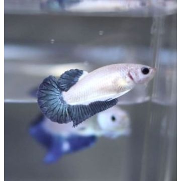 Betta femelle Blue rim - plakat blue rim