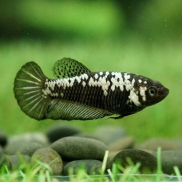 Betta femelle black samouraï - plakat black samouraï