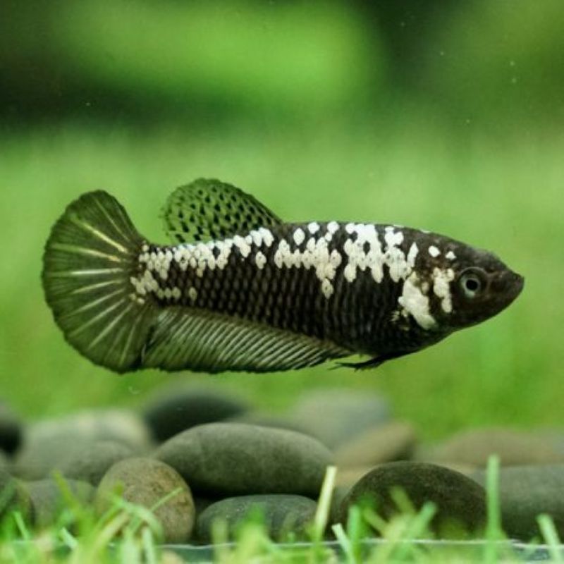 Betta femelle black samouraï - plakat black samouraï Betta femelle black samouraï - plakat black samouraï