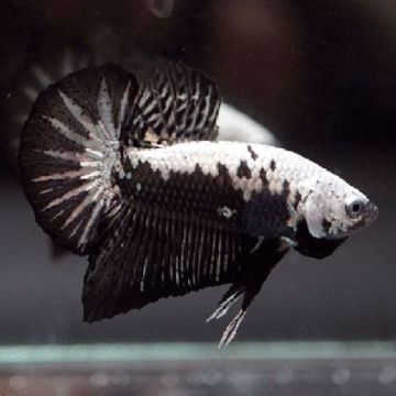 Betta black samouraï - plakat black samouraï