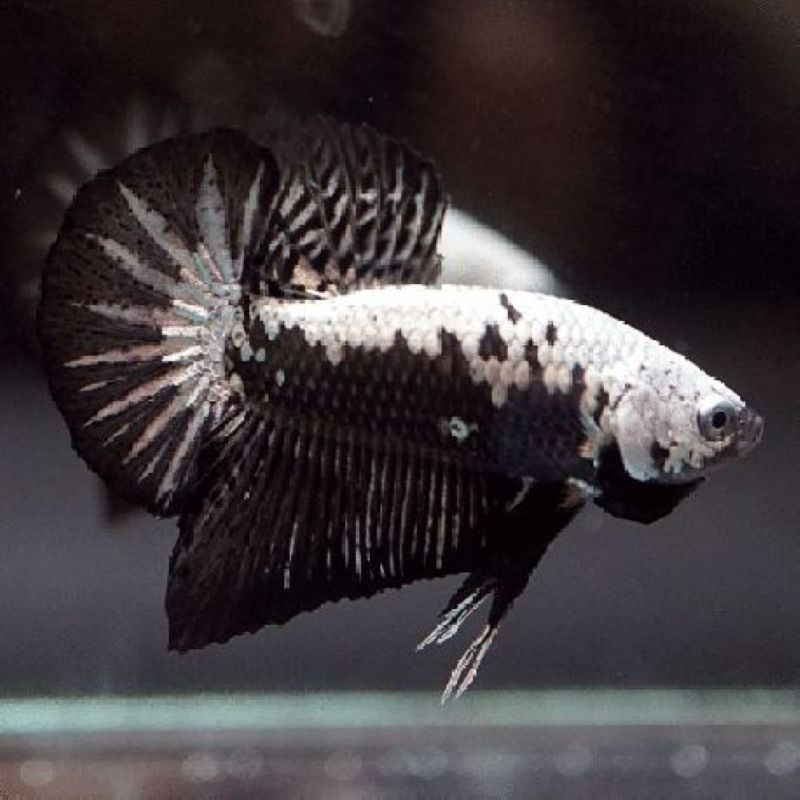 Betta black samouraï - plakat black samouraï Betta black samouraï - plakat black samouraï