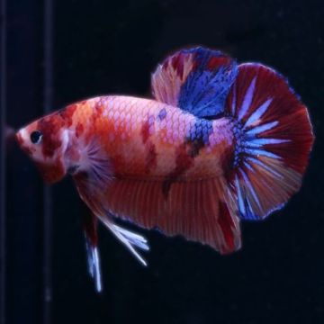 Reuze Mannelijke Betta Multicolor