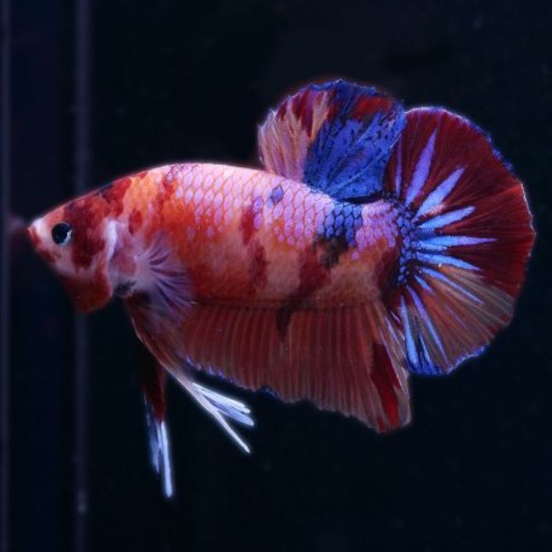 Reuze Mannelijke Betta Multicolor