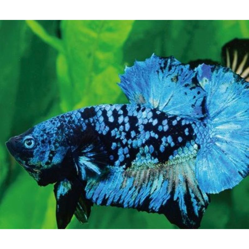 mannelijke Betta avatar