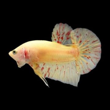 Betta mâle HMPK wanda - plakat vanda