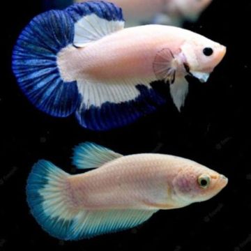 Couple de betta plakat blue rim