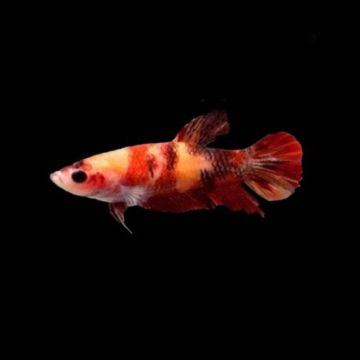 Betta femelle Koi nemo - plakat koî nemo