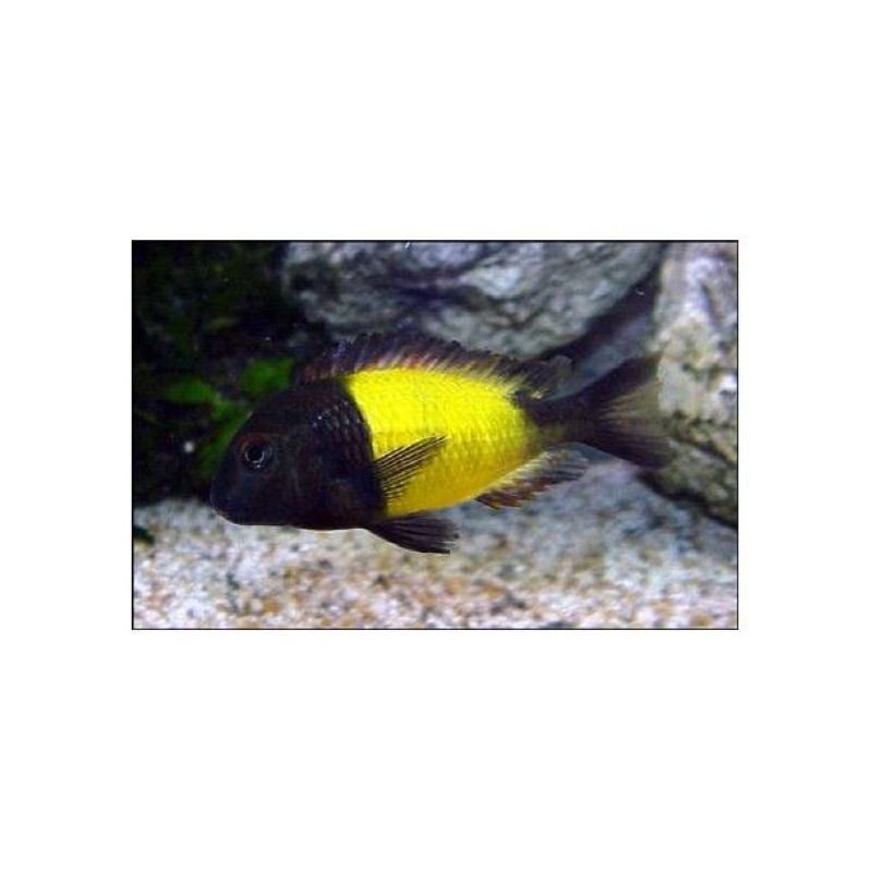 Tropheus Moorii Ikola 3-4 cm lot de 5 Tropheus Moorii Ikola 3-4 cm lot de 5