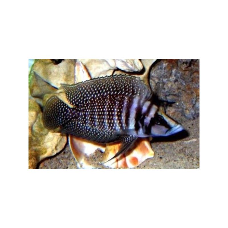 Altolamprologus calvus Black pearl 3-4cm lot de 2 Altolamprologus calvus Black pearl 3-4cm lot de 2