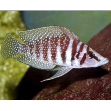 Altolamprologus calvus 3-4cm lot de 2               