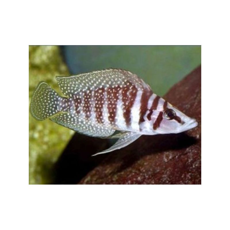 Altolamprologus calvus 3-4cm lot de 2 Altolamprologus calvus 3-4cm lot de 2