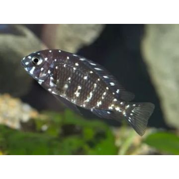 Tropheus Duboisi 3-4cm