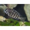 Tropheus Duboisi 3-4cm