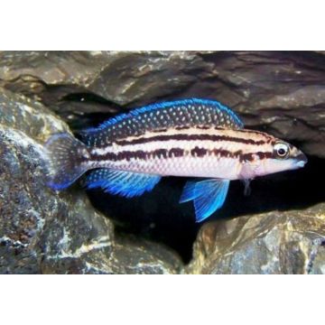 Julidochromis Dickfeldi 4-6cm lot de 2