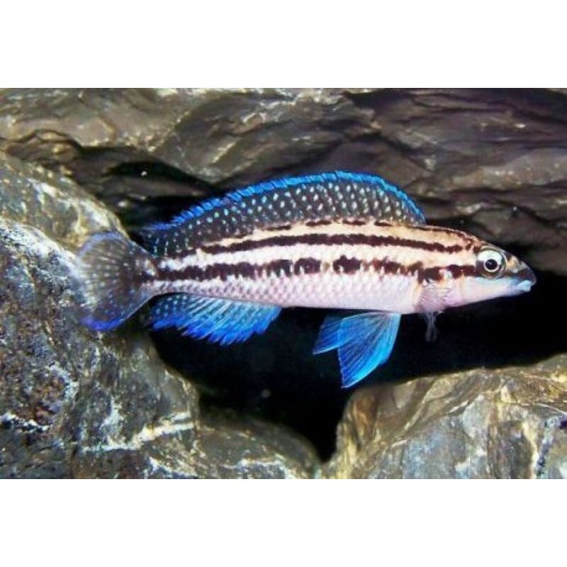 Julidochromis Dickfeldi 4-6cm lot de 2 Julidochromis Dickfeldi 4-6cm lot de 2